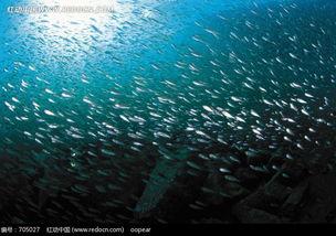 水中的光,揭秘水生环境下的光学现象